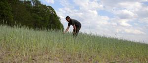 Potsdams Landwirte litten im Mai unter der Trockenheit.