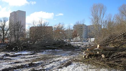 Für neue Wohnbauten kam es bereits im Februar 2021 zu Baumfällungen im Wohngebiet Zentrum Ost.