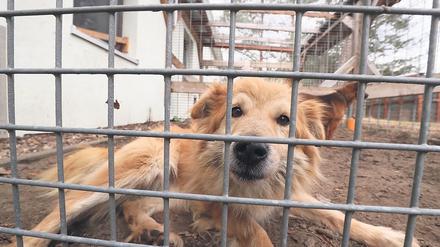 Für die kommunale Pflichtaufgabe der Fundtierbetreuung ist noch zu wenig Platz im Tierheim.