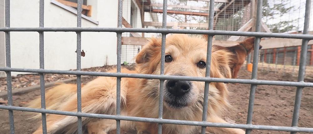 Für die kommunale Pflichtaufgabe der Fundtierbetreuung ist noch zu wenig Platz im Tierheim.