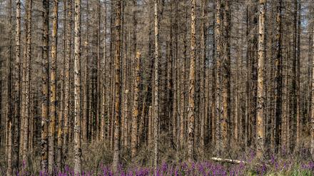 Toter Fichten-Wald im Eggegebirge, bei Lichtenau, roter Fingerhut wächst, Kreis Paderborn, NRW, Deutschland, Waldsterben *** Dead spruce forest in Eggegebirge, near Lichtenau, red foxglove growing, Paderborn district, NRW, Germany, forest dieback