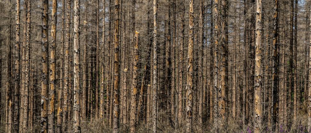 Toter Fichten-Wald im Eggegebirge, bei Lichtenau, roter Fingerhut wächst, Kreis Paderborn, NRW, Deutschland, Waldsterben *** Dead spruce forest in Eggegebirge, near Lichtenau, red foxglove growing, Paderborn district, NRW, Germany, forest dieback