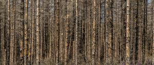 Toter Fichten-Wald im Eggegebirge, bei Lichtenau, roter Fingerhut wächst, Kreis Paderborn, NRW, Deutschland, Waldsterben *** Dead spruce forest in Eggegebirge, near Lichtenau, red foxglove growing, Paderborn district, NRW, Germany, forest dieback