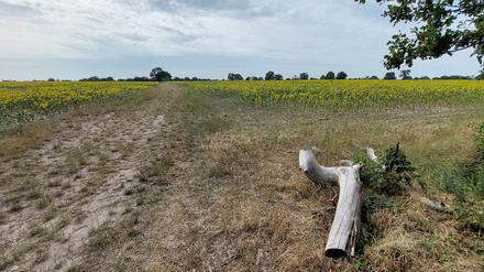 Noch unberührtes Naturidyll: Wird auf den Rieselfeldern künftig ein ICE-Bahnwerk stehen? 