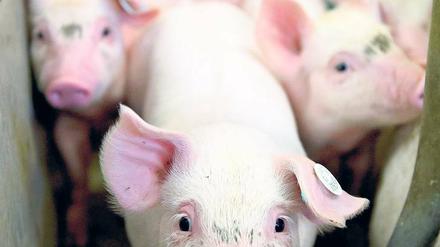 Fleischlos? Forscher fragen, was nachhaltige Lebensmittelproduktion ausmacht.