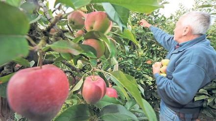 Geprüft. Obstbäume werden auf dem Gelände untersucht.