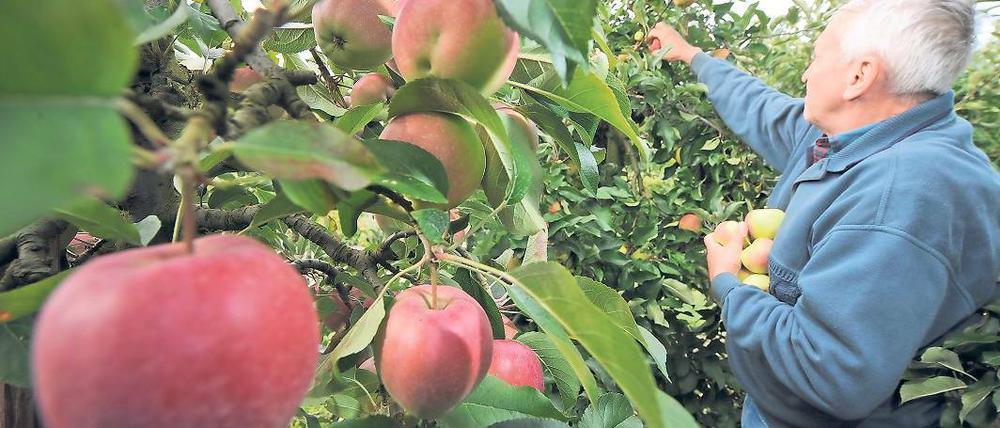 Geprüft. Obstbäume werden auf dem Gelände untersucht.