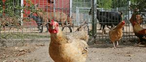 Immer mehr Potsdamer unterstützen den Kinderbauernhof in Groß Glienicke.