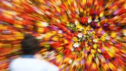 Das Tulpenfest findet am 12. und 13. April 2019 im Holländischen Viertel statt.