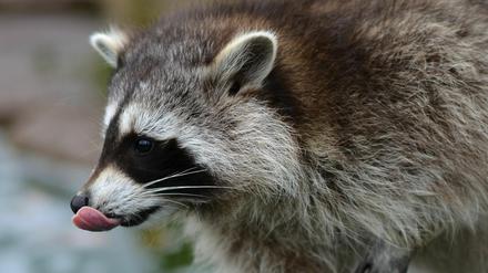 Ein kleiner Waschbär sieht erst einmal ziemlich putzig aus.