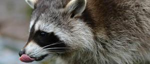 Ein kleiner Waschbär sieht erst einmal ziemlich putzig aus.