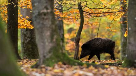 Der Ernstfall ist da: Die schon länger in Osteuropa kursierende Afrikanische Schweinepest ist in Brandenburg angekommen. Die Behörden wollen sie nun rasch eindämmen. Beim Export gibt es erste Probleme.