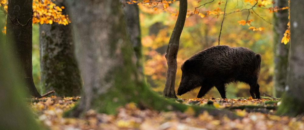 Der Ernstfall ist da: Die schon länger in Osteuropa kursierende Afrikanische Schweinepest ist in Brandenburg angekommen. Die Behörden wollen sie nun rasch eindämmen. Beim Export gibt es erste Probleme.