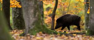 Der Ernstfall ist da: Die schon länger in Osteuropa kursierende Afrikanische Schweinepest ist in Brandenburg angekommen. Die Behörden wollen sie nun rasch eindämmen. Beim Export gibt es erste Probleme.