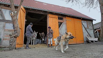 Projekt Wiederbelebung. Auf dem Hof hinter dem Dorfkrug wohnen zwei Esel und viele andere Tiere.