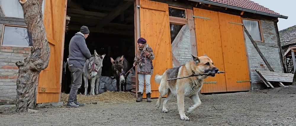 Projekt Wiederbelebung. Auf dem Hof hinter dem Dorfkrug wohnen zwei Esel und viele andere Tiere.