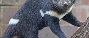 Auf dem absteigenden Ast. Seit 1996 sind 70 Prozent der Tasmanischen Teufel an einem speziellen Tumor gestorben. Foto: AFP