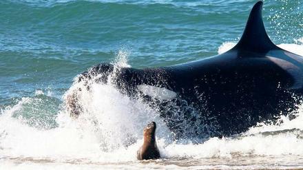 Landgang. An der argentinischen Küste schnappt sich ein Schwertwal eine Mähnenrobbe. Normalerweise leben die Tiere im offenen Wasser, für die Jagd nach Futter kommen sie aber auch in flache Abschnitte. Foto: dpa