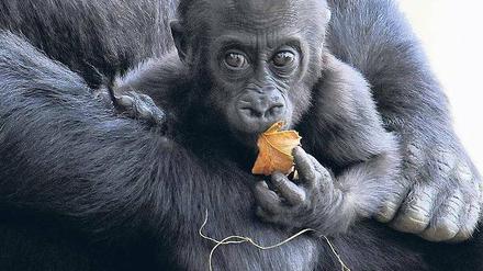 Aus zwei mach drei. Mit Hilfe genetischer Analysen hat man bei den östlichen Gorillas eine dritte mutmaßliche Unterart ausgemacht – den Bwindigorilla. Der Blick ins Erbgut ermöglicht neue Einblicke in die Entwicklung und den Bestand der Arten. Foto: AFP