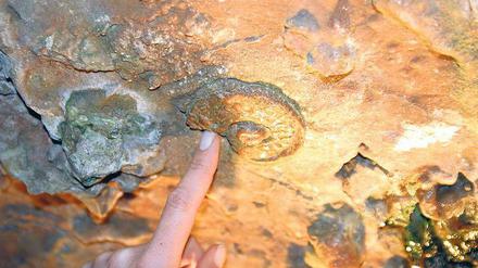 Für alle Sinne. Während in der Atta-Höhle in Nordrhein-Westfalen auch Käselaibe reifen, gibt es in der Iburger Tropfsteinhöhle nichts zu riechen, aber viel zu sehen: Fossile überall. Fotos: laif/Catrin Moritz, imago