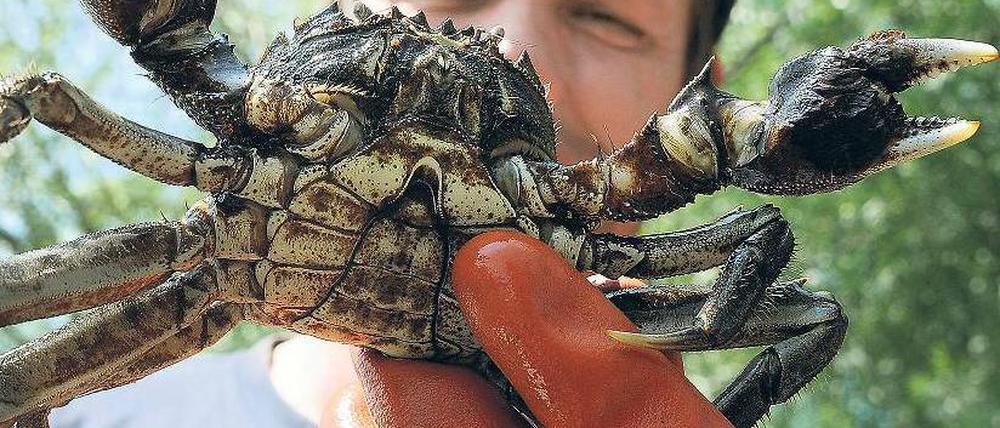 Na dann: Mahlzeit. Fischer Wolfgang Schröder präsentiert seinen Fang aus der Havel. Foto: Bernd Settnik/dpa