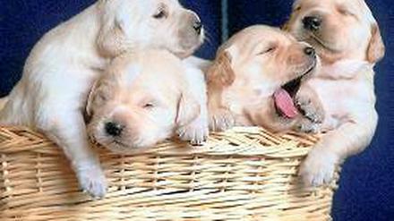 In Kunstharz zu gießen. Sämtliche Hundewelpen verdienen Denkmalschutz. Foto: dpa