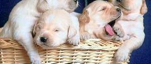 In Kunstharz zu gießen. Sämtliche Hundewelpen verdienen Denkmalschutz. Foto: dpa