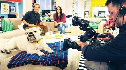UND ACTION. Kameramann Stefan Pulvermüller hat seinen Hund immer im Blick. Bulldogge Lotte ist seit fünf Jahren das Maskottchen des Sat-1-Frühstücksfernsehens. Täglich von halb sechs bis zehn hat sie prominente Spielkameraden, etwa die Moderatoren Simone Panteleit und Jan Hahn.    Foto: Kai-Uwe Heinrich