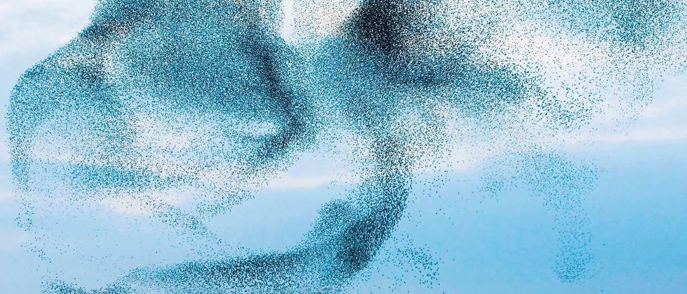 Der Himmel ist die Grenze. Mittlerweile wird auch das Wiki-Wissen in Bahnen gelenkt. Wie der Flug der Stare. Foto: mauritius images