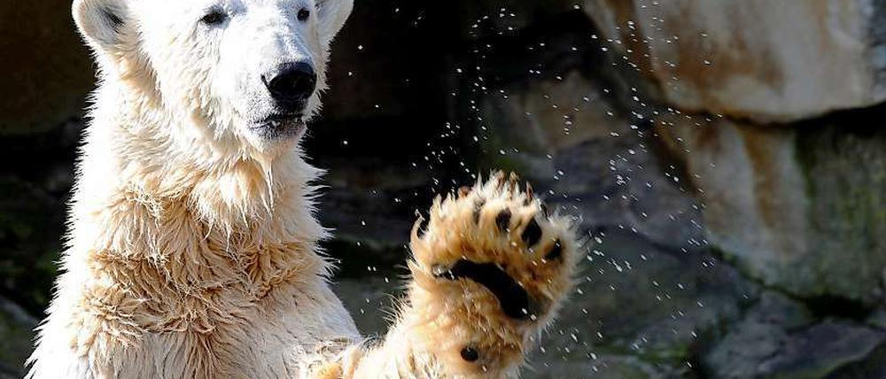 Eisbär Knut, hier noch in seinem alten Gehege.
