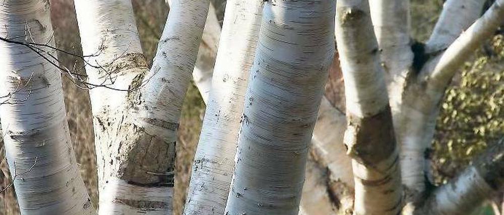 Süßes Holz. Das erste Xylit wurde aus Birkenrinde gewonnen.