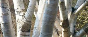 Süßes Holz. Das erste Xylit wurde aus Birkenrinde gewonnen.