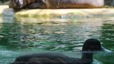 Der Wasservogel könnte viele Besucher im kommenden Jahr erwarten. Der Zoologische Garten und der Tierpark erwarten mehr Besucher im kommenden Jahr und erhöhen die Eintrittspreise.