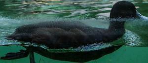 Der Wasservogel könnte viele Besucher im kommenden Jahr erwarten. Der Zoologische Garten und der Tierpark erwarten mehr Besucher im kommenden Jahr und erhöhen die Eintrittspreise.