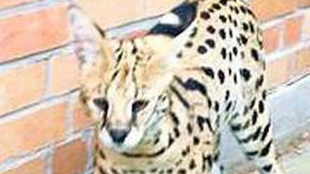 Im wilden Bernau. Dass dieses Tier keine normale Katze ist, war den Anwohner dann doch recht schnell klar. 