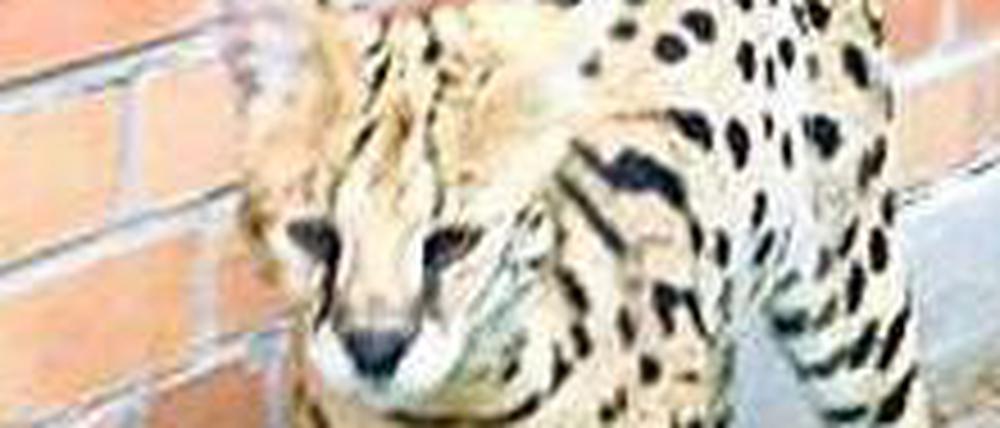 Im wilden Bernau. Dass dieses Tier keine normale Katze ist, war den Anwohner dann doch recht schnell klar.