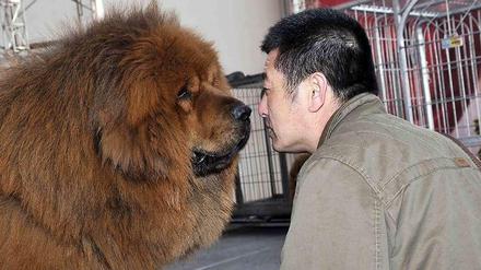 Aber der sieht gar nicht wie einen Löwe aus! Ein chinesischer Zoo hat versuchent, eine Tibetdogge als Löwe darzustellen. Die Besucher wissen es besser.