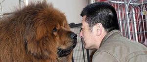 Aber der sieht gar nicht wie einen Löwe aus! Ein chinesischer Zoo hat versuchent, eine Tibetdogge als Löwe darzustellen. Die Besucher wissen es besser.