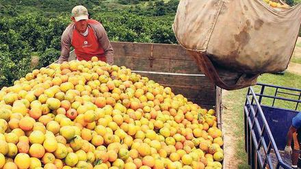 Gefährlich und hart sei der Job auf den Plantagen, erzählen Arbeiter. 