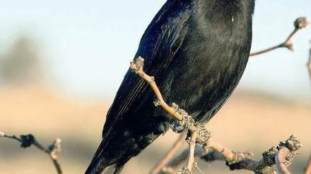 Unschuldsmiene. Trauerdrongos imitieren Warnrufe anderer Tiere, damit beispielsweise Erdhörnchen von ihrem Futter lassen. So erbeuten sie ein Viertel ihrer Nahrung.
