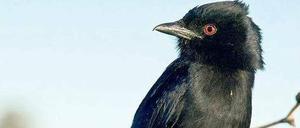 Unschuldsmiene. Trauerdrongos imitieren Warnrufe anderer Tiere, damit beispielsweise Erdhörnchen von ihrem Futter lassen. So erbeuten sie ein Viertel ihrer Nahrung.