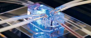 Auf einem „Lungenchip“ werden Atemwege und Blutstrom im Kleinen nachgebildet.