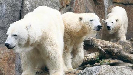 Bären-Trio. Nancy (rechts) mit Tosca und Katjuscha im Zoologischen Garten.