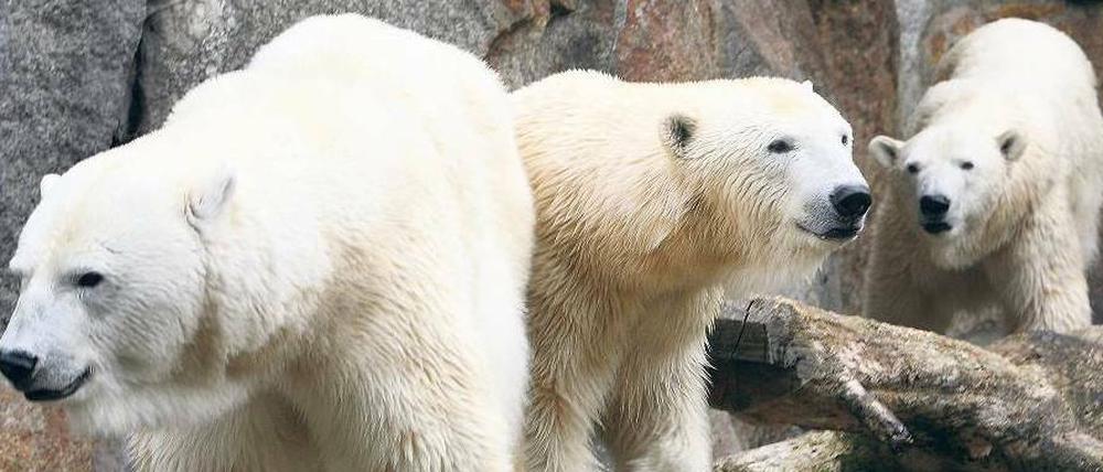 Bären-Trio. Nancy (rechts) mit Tosca und Katjuscha im Zoologischen Garten.