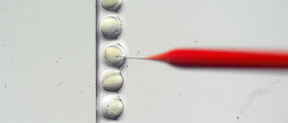 Die Mikroskopieaufnahme des Max-Delbrück-Centrum für Molekulare Medizin zeigt eine Mikroinjektion von Zebrafischembryonen. Hier wird mit dem CRISPR/Cas9-Verfahren gearbeitet.