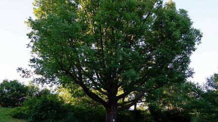 Ein Baum wie aus dem Bilderbuch. Die alte Eiche an der Rehwiese wirkt noch immer kraftvoll. Nur die Schmierereien auf der Bank passen nicht ganz zur Idylle.