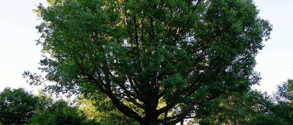 Ein Baum wie aus dem Bilderbuch. Die alte Eiche an der Rehwiese wirkt noch immer kraftvoll. Nur die Schmierereien auf der Bank passen nicht ganz zur Idylle.