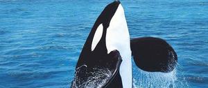 Aus mythischen Tiefen. Stefano D’Arrigos Epos spielt in der Meerenge von Messina, hier die titelgebende „Orca“, ein Killerwal Foto: Imago
