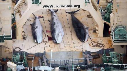 Japan brüskiert Tierschützer. Das Bild zeigt drei tote Wale auf dem japanischen Walfangschiff Nisshin Maru in der Antarktis.