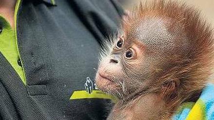 Tschüss, Kleine. Nur noch bis Sonntag ist Rieke im Zoo zu sehen. 